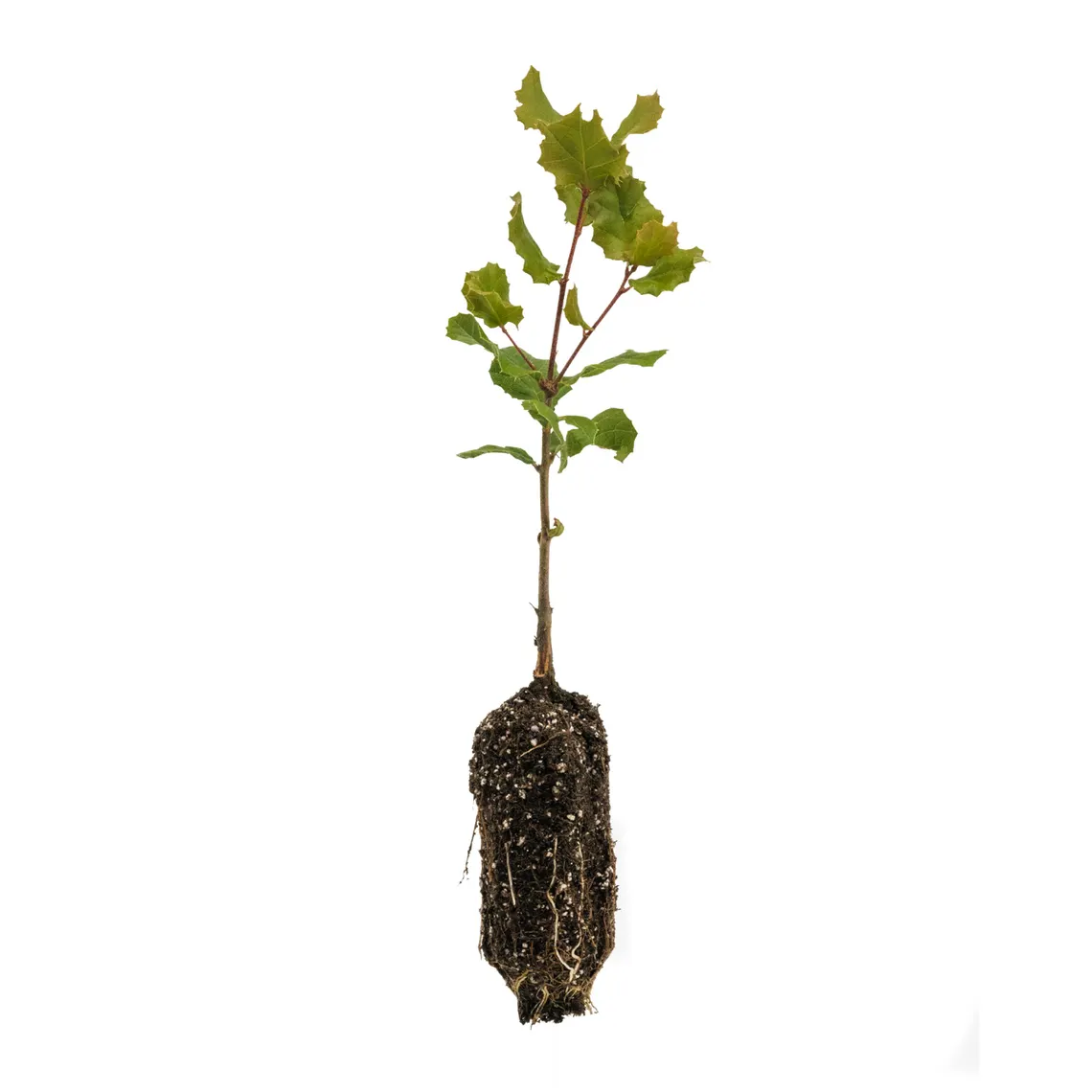 Seedling Member