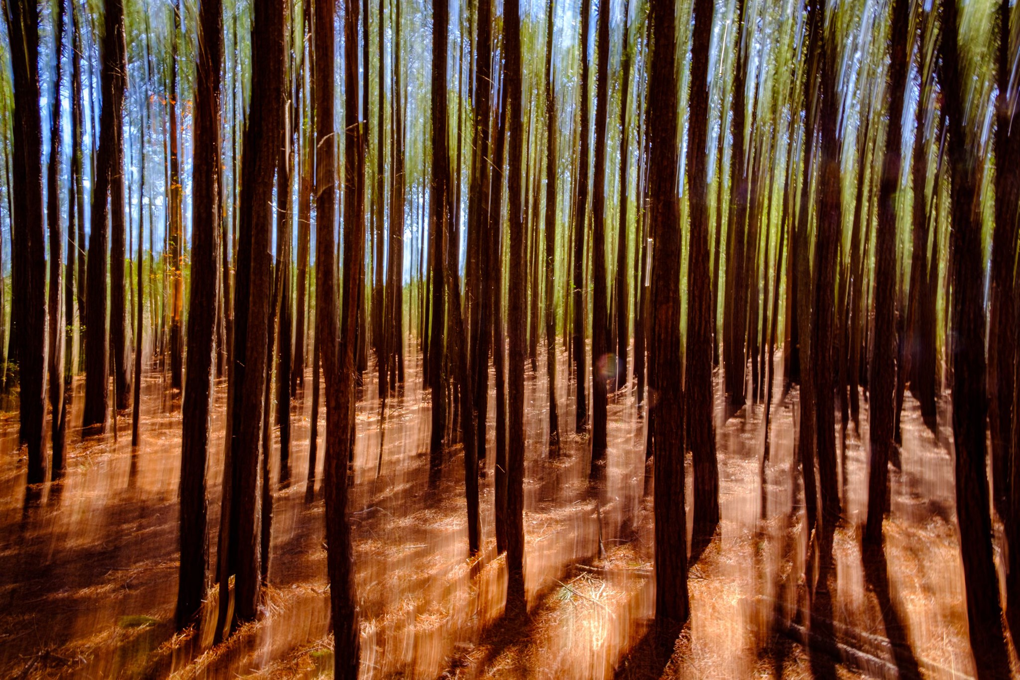 Loblolly Pines of Pleasure House Point Before the City Bulldozed them